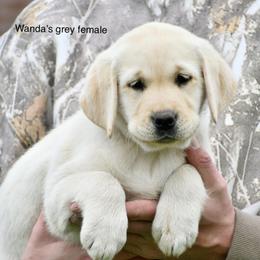 Grey female - Yellow female Labrador Retriever puppy in Mississippi from Sure Shot English Labs
