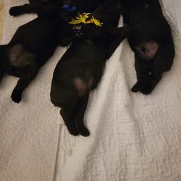 "The circle of life!  Katie/Kasey litter" Giant Schnauzer Puppies from Giant Strides Giants