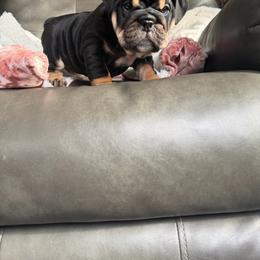 Tally girl - Black tri-color female Bulldog puppy in Seattle, Washington from mama Myra bulldogs