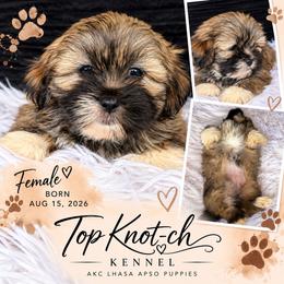 Maple - Grizzle female Lhasa Apso puppy in Middleburgh, New York from Top Knotch