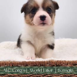 London - Black and tan female Pembroke Welsh Corgi puppy in Pine Village, Indiana from NL Horsemanship