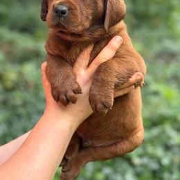 Raphael - Yellow male Labrador Retriever puppy in Canton, Georgia from Dukes Retirevers