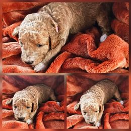 BoPeep - Apricot female Goldendoodle puppy in Harris County, Texas from Cute & Curly Doodles