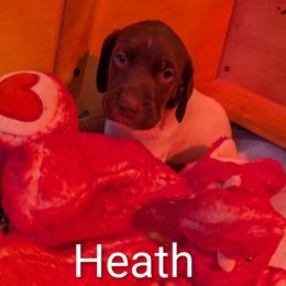 Heath - White and liver male German Shorthaired Pointer puppy in Boulder Creek, California from Paloma Vista Ranch