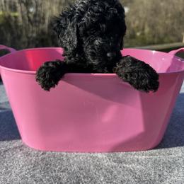 Louisa (Baby 2) - Black female Poodle puppy in Rocky Top, Tennessee from WayMakers Papillons & Poodles