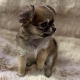 Chihuahua Puppies from Faith's Heavenly Chihuahuas