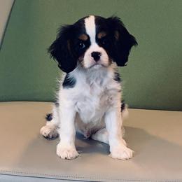 Cavalier King Charles Spaniel Puppies from SweetVirginia Cavalier King Charles Spaniels