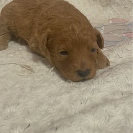 Alex - AKC - Apricot male Poodle puppy in Cary, North Carolina from Happy puppies