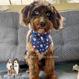Aussiedoodles and Poodles from Southern Faith Aussies