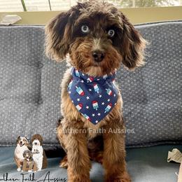 Aussiedoodles and Poodles from Southern Faith Aussies
