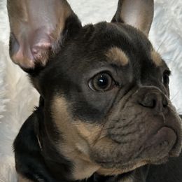 Boston Terriers, Companion Crosses, and French Bulldogs from Angie's Little Bostons And Frenchies