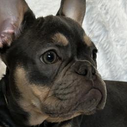 Boston Terriers, Companion Crosses, and French Bulldogs from Angie's Little Bostons And Frenchies
