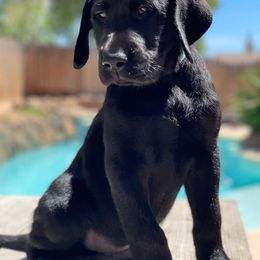 Labrador Retriever Puppies from On My Side Kennels