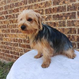 Mara - Yorkshire Terrier