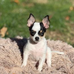 Adam - Black and white male Chihuahua puppy in Amity, Pennsylvania from Rhoda and Verna