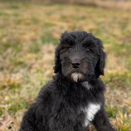Bernedoodle and Goldendoodle Puppies from Owen Doodles