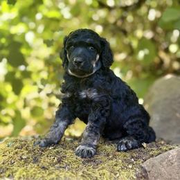 Poodle Puppies from Mount Zion Kennels