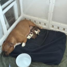 Purple - Red female Staffordshire Bull Terrier puppy in Port Saint Lucie, Florida from Southern Staffies