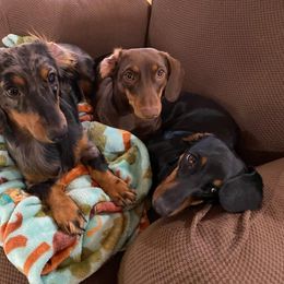 Dachshund Puppies from Michael's Dachshunds