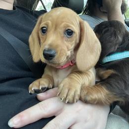 Dachshund Puppies from EB's Cajun Lil' Doxies