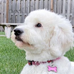 Millie - Goldendoodle