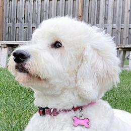 Millie - Goldendoodle