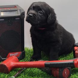 Labrador Retriever Puppies from Big Cypress labradors