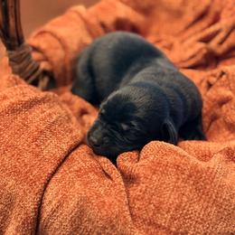 Juniper - Black female Labrador Retriever puppy in Sweet Home, Oregon from Knotty Creek Labradors