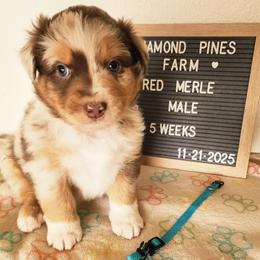 Blue - Red merle male Australian Shepherd puppy in Camp Verde, Arizona from Diamond Pines Farm
