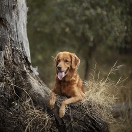 Cavalier King Charles Spaniel and Golden Retriever Puppies from Tsarevich Goldens and Cavaliers