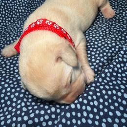 Mango - Yellow male Labrador Retriever puppy in Marietta, South Carolina from Trust in the Lord Labradors