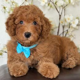 Indy boy - Red  male Goldendoodle puppy in Yuciapa, California from AlltheDoodlez_