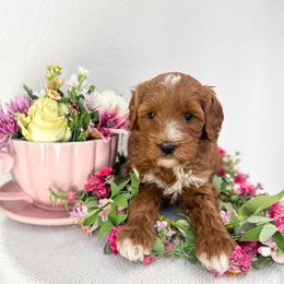 Cheshire - Red male Australian Labradoodle puppy in Palmdale, California from Pixie Doodle Paws