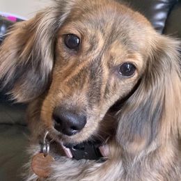 River - Dachshund