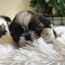 Shih Tzu Puppies from Willow Lane Shih Tzus