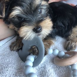 Yorkshire Terrier Puppies from MagnoliaYorkies