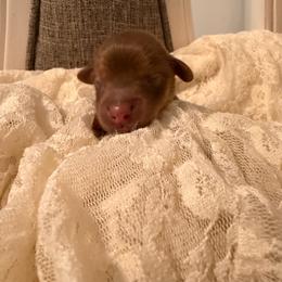 Rubble - Chocolate male Dachshund puppy in Bergen, New York from T. Rex Doxies & Friends