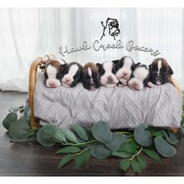 Boxer Puppies from Hawk Creek Boxers