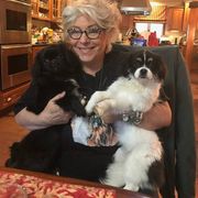 Tibetan Spaniel Puppies from Runningbrook