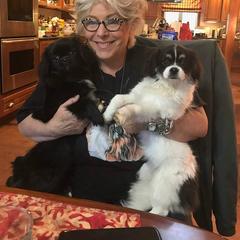 Tibetan Spaniel Puppies from Runningbrook