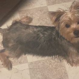 Yorkshire Terriers from John's Yorkies