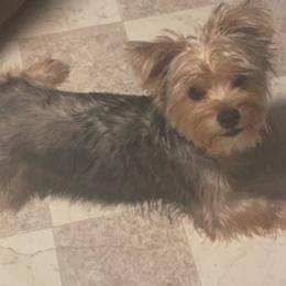 Yorkshire Terriers from John's Yorkies