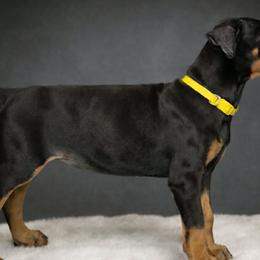 Doberman Pinschers and German Shepherds from Legacy K9’s