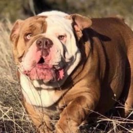 Peace - Bulldog