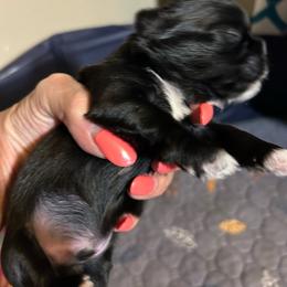 Kenny - Black and white male Shih Tzu puppy in New Port Richey, Florida from Stanford's Shih Tzus