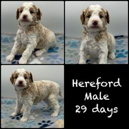 Hereford - Parti male Poodle puppy in Grass Valley, California from Sapphire Ridge Poodles