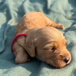 Red - Cream male Dachshund puppy in Hazlehurst, Georgia from DrakeFire Dachshunds