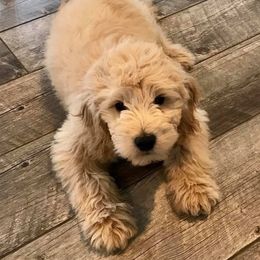 Goldendoodle Puppies from High Country Mini Goldendoodles