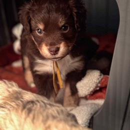 Annabella - Red tri-color female Miniature American Shepherd puppy in Tupalo, Mississippi from Butterfield Trail Farm