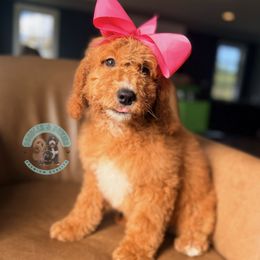 Strawberry - Red  female Goldendoodle puppy in Marion, Ohio from Doodles & Doxies